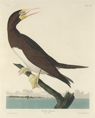 Jan-van-gent door Robert Havell after John James Audubon