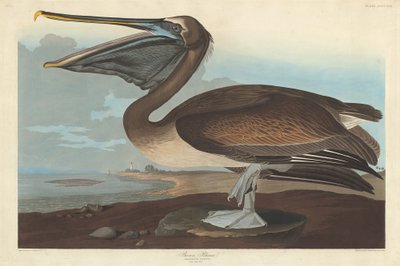 Bruine Pelikaan door Robert Havell after John James Audubon