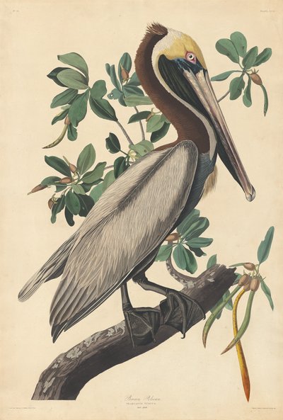 Bruine pelikaan door Robert Havell after John James Audubon