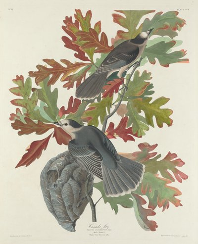 Canada Gaai door Robert Havell after John James Audubon