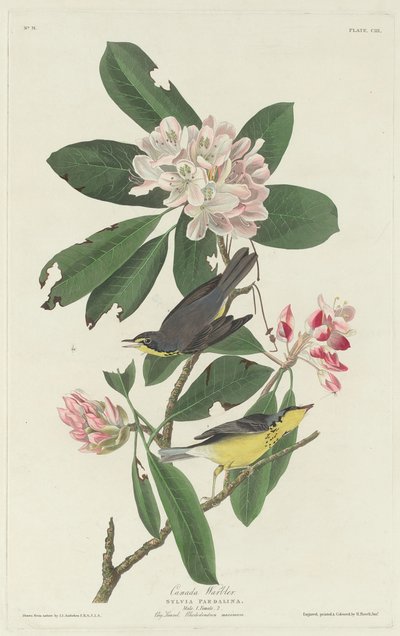 Canada Zanger door Robert Havell after John James Audubon