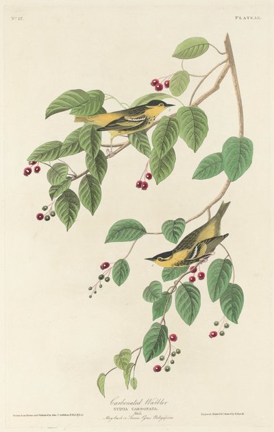 Koolzuurhoudende Zanger door Robert Havell after John James Audubon