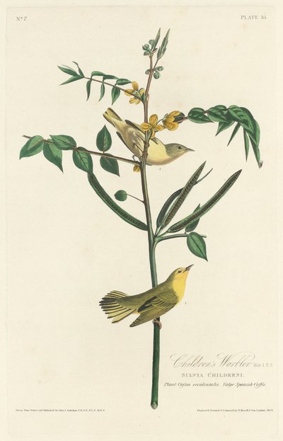 Kinderzanger door Robert Havell after John James Audubon