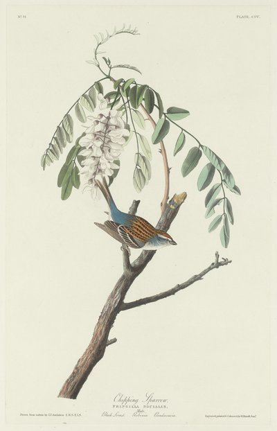 Chipping Mus door Robert Havell after John James Audubon