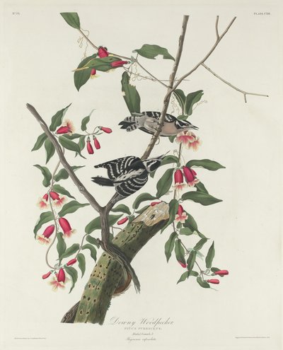 Donsspecht door Robert Havell after John James Audubon