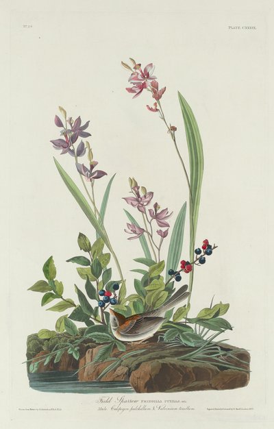 Veldmus door Robert Havell after John James Audubon