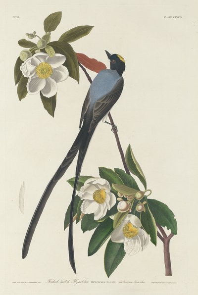 Vorkstaart Koningsvogel door Robert Havell after John James Audubon