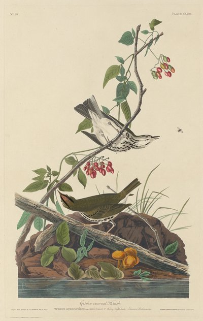 Goudkruin Zanger door Robert Havell after John James Audubon