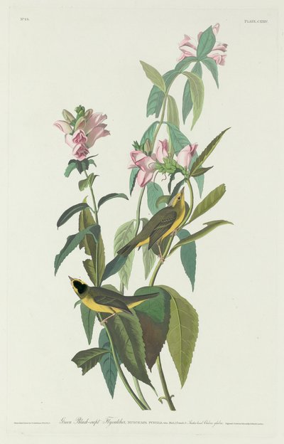 Groene Zwartkopvliegenvanger door Robert Havell after John James Audubon