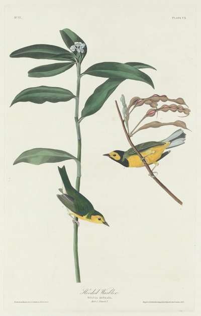 Gehoede zanger door Robert Havell after John James Audubon