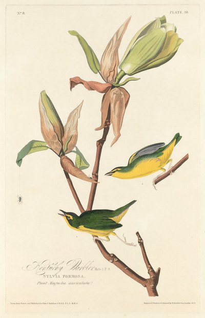 Kentucky-zanger door Robert Havell after John James Audubon