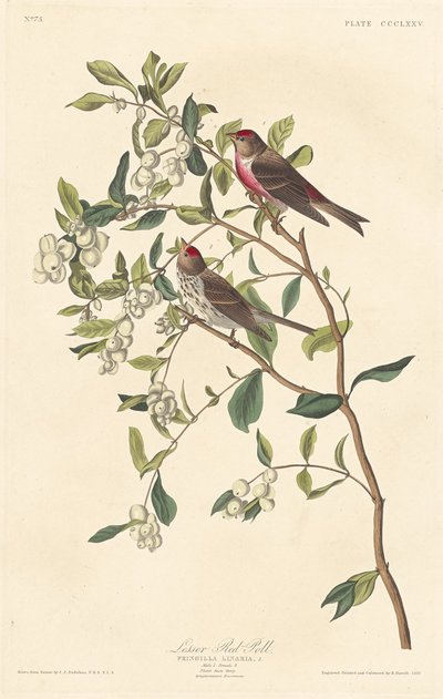 Kleine Barmsijs door Robert Havell after John James Audubon