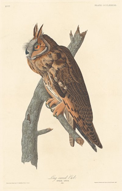 Langooruil door Robert Havell after John James Audubon