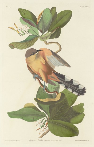 Mangrovekoekoek door Robert Havell after John James Audubon