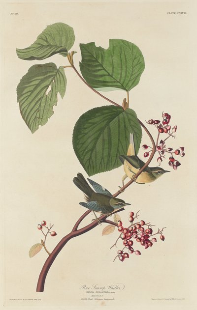 Pine Swamp Warbler door Robert Havell after John James Audubon