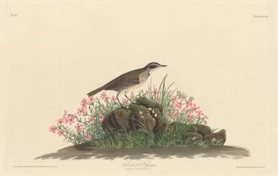 Prairie Leeuwerik door Robert Havell after John James Audubon