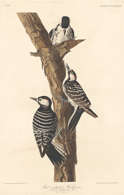 Roodkoppige Specht door Robert Havell after John James Audubon