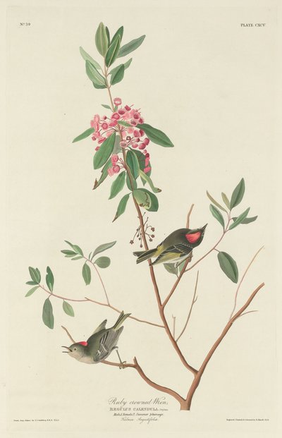 Robijngekroonde Winterkoning door Robert Havell after John James Audubon