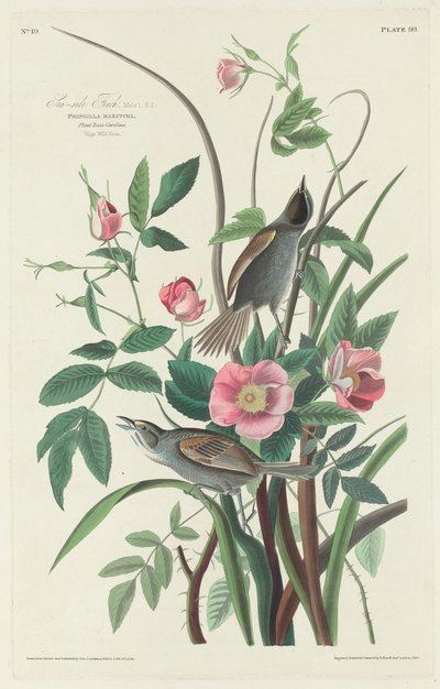 Zeezijde Vink door Robert Havell after John James Audubon