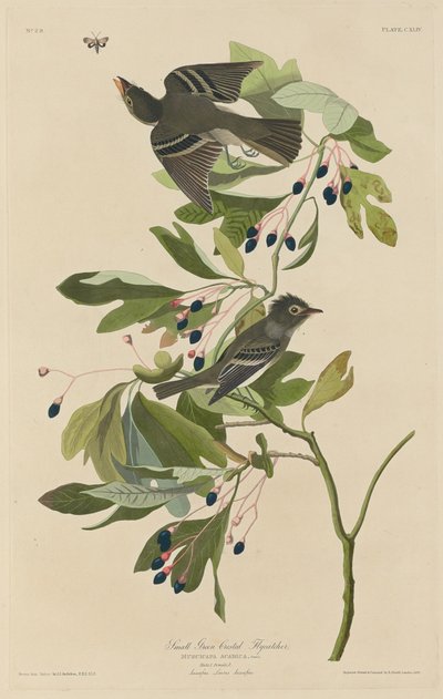 Kleine Groenkruin Vliegenvanger door Robert Havell after John James Audubon