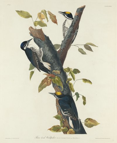 Drieteenspecht door Robert Havell after John James Audubon