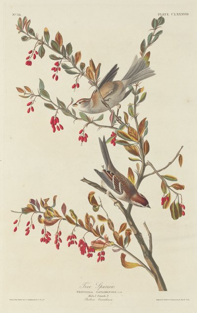 Ringmus door Robert Havell after John James Audubon