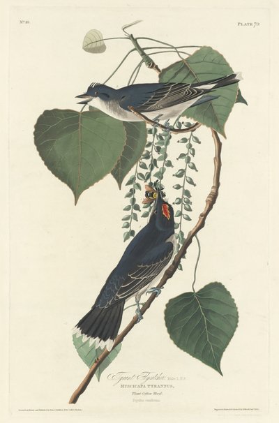 Tiranvliegenvanger door Robert Havell after John James Audubon