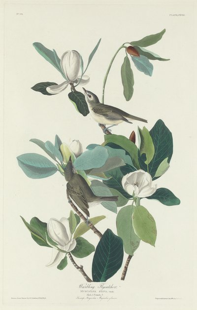 Zingende Vliegenvanger door Robert Havell after John James Audubon