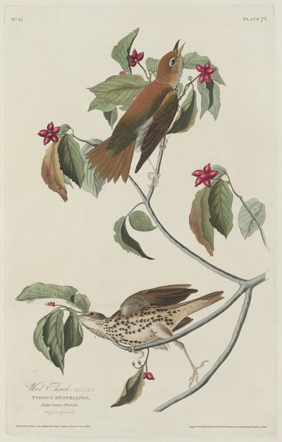 Houtlijster door Robert Havell after John James Audubon