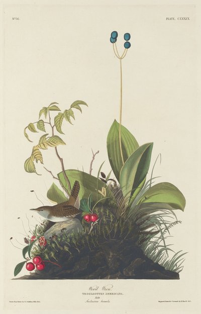 Boswinterkoning door Robert Havell after John James Audubon