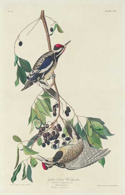 Geelbuikspecht door Robert Havell after John James Audubon