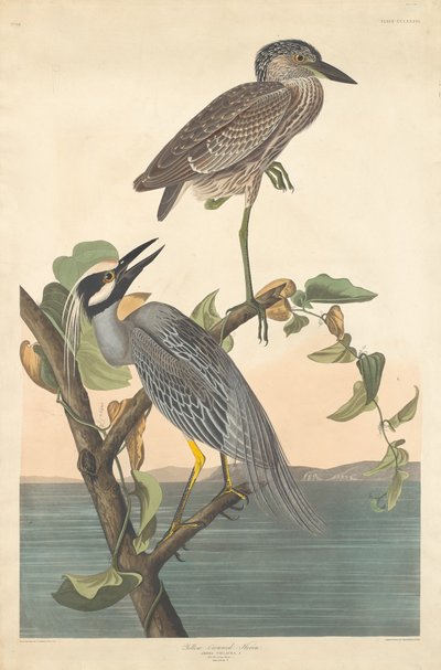 Geelkruinreiger door Robert Havell after John James Audubon