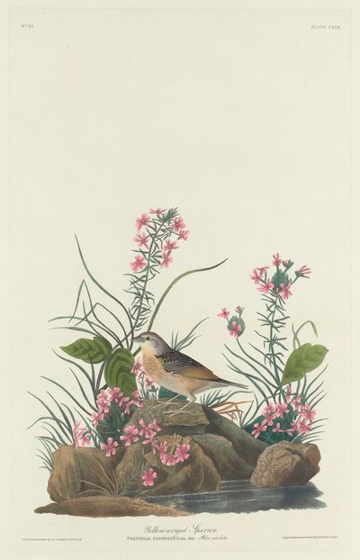 Geelvleugelmossel door Robert Havell after John James Audubon