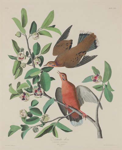 Zenaida duif door Robert Havell after John James Audubon