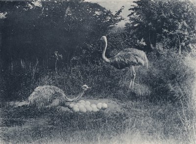 Struisvogels en eieren door South African Photographer