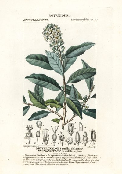 Erythroxylum laurifolium door Stanghi Stanghi