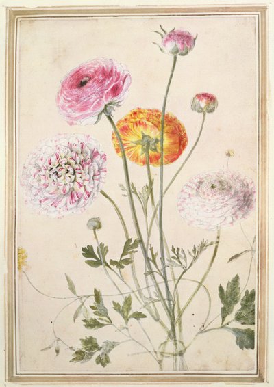 Bloemenstudie, ca. 1760 door Thomas Robins