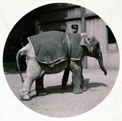 Babyolifant in de dierentuin, ca. 1890 door Unbekannt