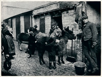 Verzorging van costers ezels, Londen (c1903) door Unbekannt