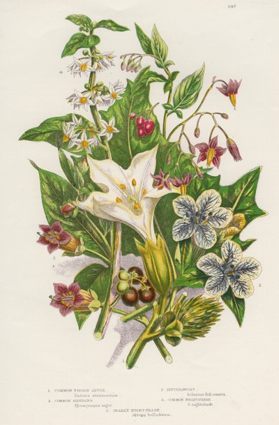 Giftige planten, ca. 1885 door Unbekannt