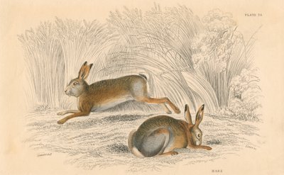 De Haas Lepus europaeus, 1828 door Unbekannt