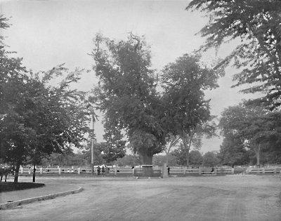 Washington Elm, Cambridge, Massachusetts, ca. 1897 door Unbekannt