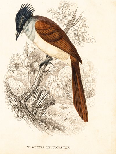 Aziatische paradijsmonarch (Himalaya), Terpsiphone paradisi leucogaster (Muscipeta leucogaster). Handgekleurde staalgravure uit Georg Friedrich Treitschke