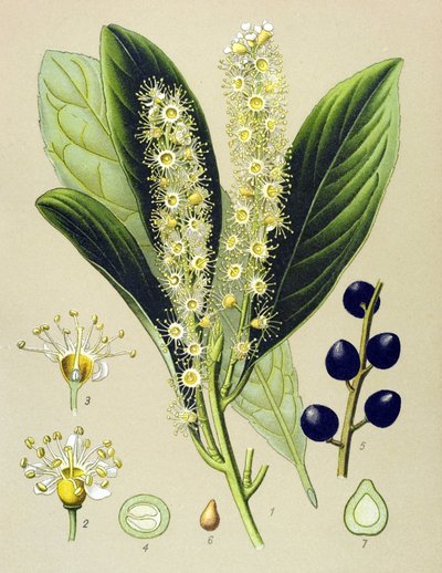 Botanische plaat, plant: laurierkers (Prunus Laurocerasus) door Unbekannter Künstler