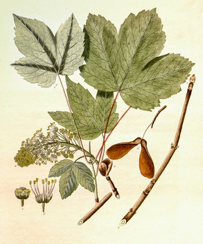 Botanische illustratie/Acer pseudoplatanus/Esdoorn door Unbekannt