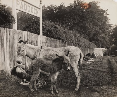 Compositie van twee ezels, ca. 1909 door Unbekannt