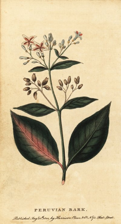 Peruaanse schors, Cinchona officinalis, 1800 (gravure) door Unbekannter Künstler