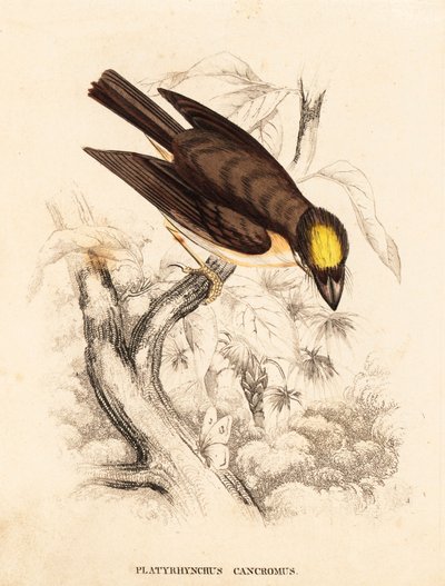 Witkeelspadebill, Platyrinchus mystaceus (Geelkuif plat-bill, Platyrhynchus cancromus). Handgekleurde staalgravure uit Georg Friedrich Treitschke