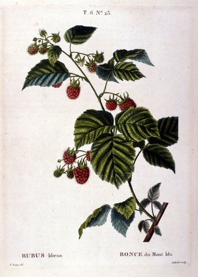 Framboos en fruit: 19e-eeuwse botanische plaat. door Unknown artist