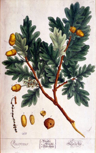 De Eik (Quercus) - botanische plaat door Unknown artist